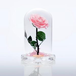 WhatsApp Image 2025-10-14 at 5.34.48 PM Crystal Pink Beauty Rose