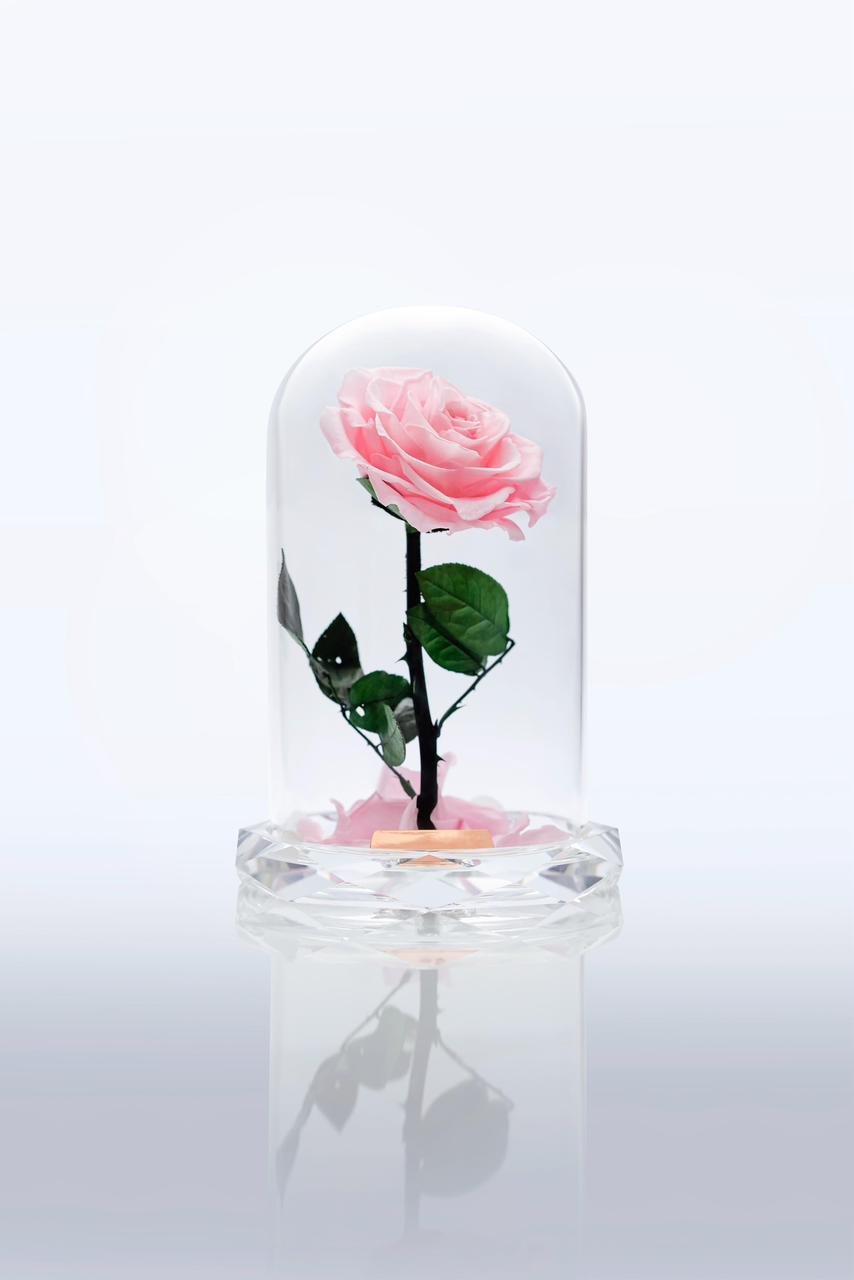 Crystal Pink Beauty Rose